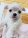 チワワ(ロング)【千葉県・男の子・2025年10月9日・クリーム★】の写真10