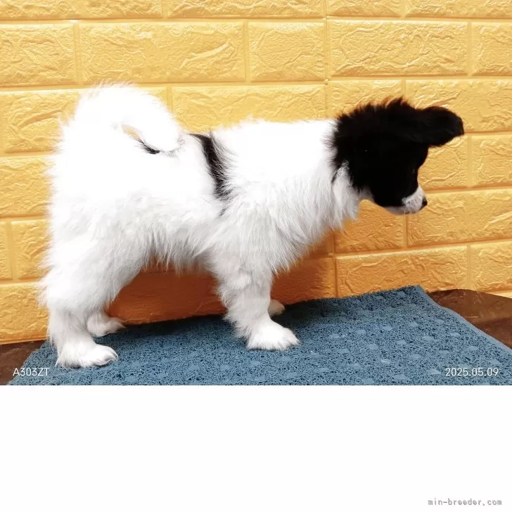 パピヨン【千葉県・男の子・2025年3月4日・白黒】の写真10