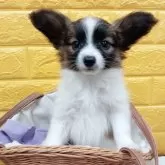 パピヨン【千葉県・女の子・2025年8月19日・レッドセーブル】の写真5