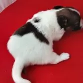 パピヨン【千葉県・女の子・2025年10月28日・レッドセーブル&ホワイト】の写真13