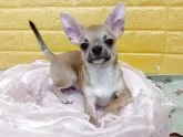 チワワ(スムース)【千葉県・男の子・2025年6月15日・フォーンセーブ★★】の写真11