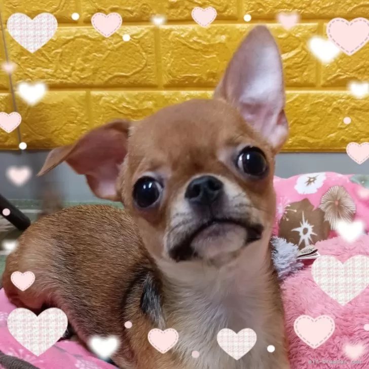 チワワ(スムース)【千葉県・男の子・2025年2月28日・レッド★】の写真12「可愛くて綺麗な僕に会いに来てね♡」