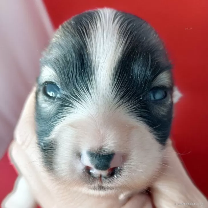 パピヨン【千葉県・女の子・2025年10月28日・レッドセーブル&amp;ホワイト】の写真1