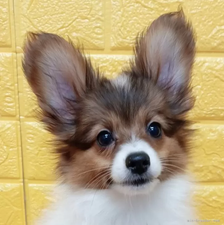 パピヨン【千葉県・男の子・2025年8月19日・レッドセーブル】の写真1