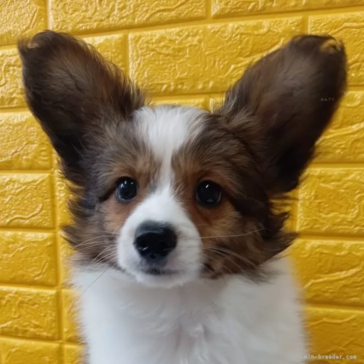 J.W 様のお迎えした子犬