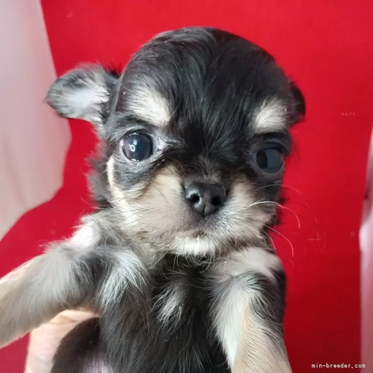 チワワ(ロング)【千葉県・女の子・2025年10月9日・ブラックタン✨️】の写真1