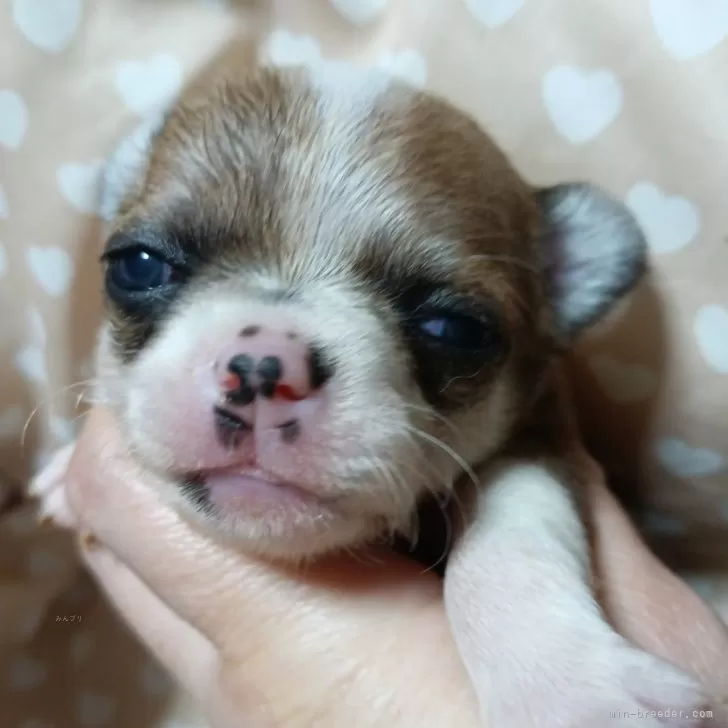 チワワ(スムース)【千葉県・男の子・2025年10月12日・レッド&amp;ホワイト】の写真1