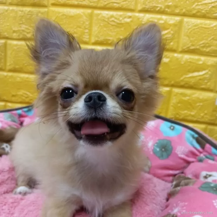 ID:2503-03309の子犬