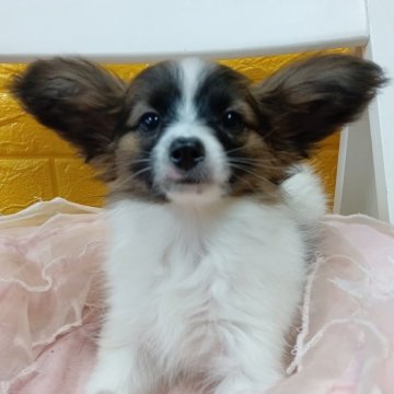 パピヨン【千葉県・女の子・2025年8月19日・レッドセーブル】の写真「みんぶり価格✨️可愛くて綺麗な姫様♡」