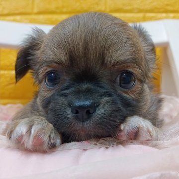 チワワ(ロング)【千葉県・女の子・2025年10月9日・フォーン&ホワイト】の写真「✨️まるまるのプリンセス✨️激可愛い❤ビューティフ」