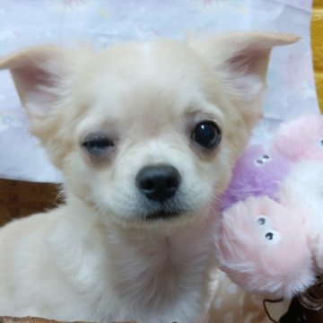 チワワ(ロング)【千葉県・男の子・2025年7月22日・クリーム】の写真「✨️今月迄みんぶり限定特別価格🧡スーパーアイドル」