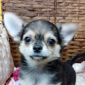 チワワ(ロング)【千葉県・男の子・2025年7月22日・ブラックタン】の写真「みんぶり限定価格✨️美少年✨️みんなのアイドル✨️」