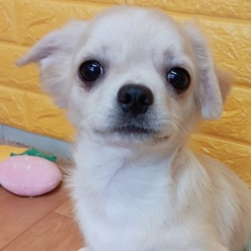 チワワ(ロング)【千葉県・男の子・2025年7月22日・クリーム】の写真「みんぶり期間限定特別価格✨️スーパーアイドル✨️」