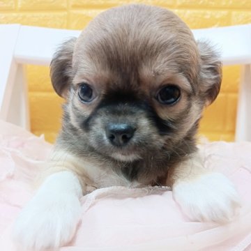 チワワ(ロング)【千葉県・男の子・2025年10月9日・フォーン&ホワイト★】の写真「みんぶり✨限定価格♡ぷくぷく✨️の王子様様✨️✨️」