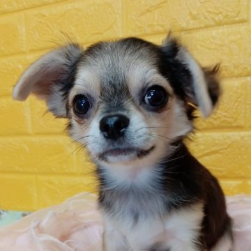 チワワ(ロング)【千葉県・男の子・2025年7月22日・トライカラー★】の写真「みんぶり限定特別価格✨️みんなのアイドル✨️」