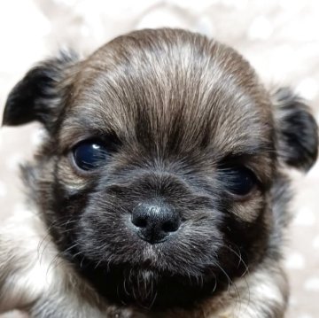 チワワ(ロング)【千葉県・女の子・2025年10月9日・フォーン&ホワイト】の写真「まるまるのプリンセス✨️激可愛い❤ビューティフ」