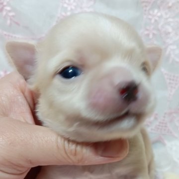 チワワ(ロング)【千葉県・男の子・2025年10月10日・クリーム】の写真「可愛い❤綺麗なプリンス✨️」