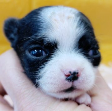 チワワ(スムース)【千葉県・女の子・2025年11月18日・ブラック&ホワイトマーキングス】の写真「Xmas✨️早割特典期間中✨️可愛い美形のお姫様」