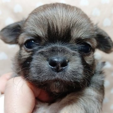 チワワ(ロング)【千葉県・男の子・2025年10月9日・フォーン&ホワイト】の写真「みんぶり特別限定価格✨️かわい♡美系のプリンス」