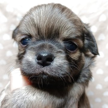 チワワ(ロング)【千葉県・男の子・2025年10月9日・フォーン&ホワイト】の写真「みんぶり限定価格♡ぷくぷく✨️の王子様様✨️✨️」