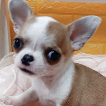 チワワ(スムース)【千葉県・女の子・2025年10月12日・レッド&ホワイト】の写真「みんぶり限定価格✨️可愛くて綺麗な魅力なお姫様💖」