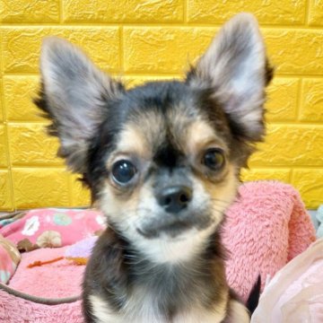 チワワ(ロング)【千葉県・男の子・2025年7月22日・トライカラー】の写真「みんぶり期間限定価格✨️おっとり甘えん坊さん♡」