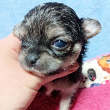 チワワ(ロング)【千葉県・男の子・2025年7月22日・ブラックタン】の写真「みんぶり限定価格可愛い♡美少年✨️早割り価格です。」