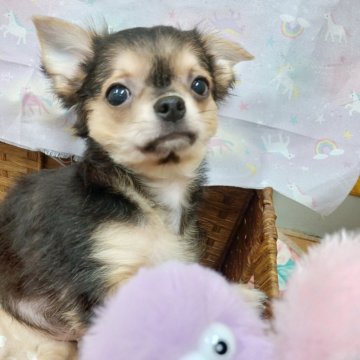 チワワ(ロング)【千葉県・男の子・2025年7月22日・トライ★】の写真「今月迄限定特別価格🌟可愛い❤美少年✨️人懐っこい」