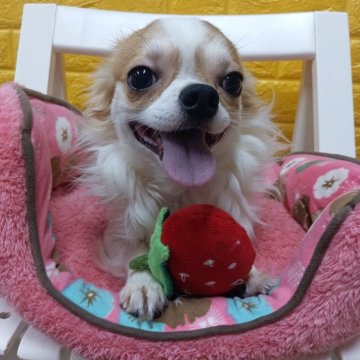 チワワ(ロング)【千葉県・男の子・2024年3月18日・レッド&ホワイト】の写真「みんぶり価格今月末迄☆可愛い美形のゆきくん💖」