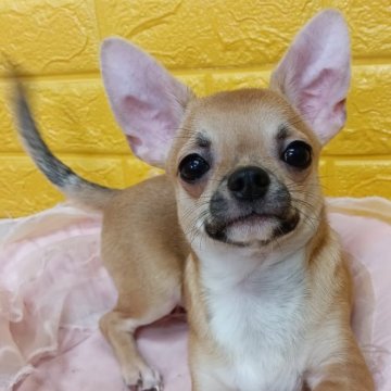 チワワ(スムース)【千葉県・女の子・2025年6月15日・フォーンセーブ★】の写真「みんぶ限定特別価格🌷可愛い美少年✨️」