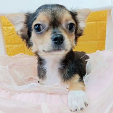 チワワ(ロング)【千葉県・男の子・2025年7月22日・トライカラー】の写真「みんぶり限定期間価格🧡ハンサム王子様💛懐こい♡」