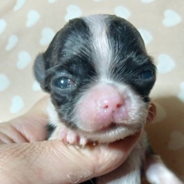 チワワ(スムース)【千葉県・男の子・2025年11月18日・ブラック&ホワイトマーキングス】の写真「みんぶり限定Christmas特別♡価格✨️」