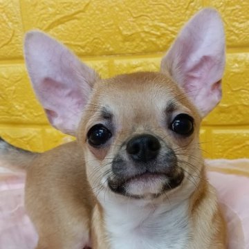 チワワ(スムース)【千葉県・男の子・2025年6月15日・フォーンセーブ★★】の写真「みんぶ限定特別価格🌷可愛い美少年✨️」