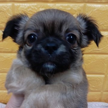 チワワ(ロング)【千葉県・女の子・2025年10月9日・フォーン&ホワイト】の写真「Christmas特別価格✨️激可愛い❤」