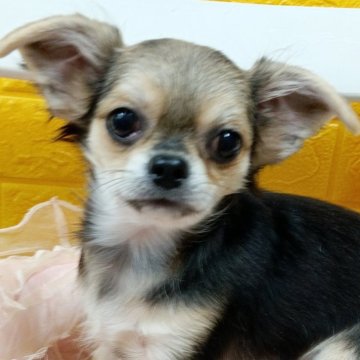 チワワ(ロング)【千葉県・男の子・2025年7月22日・トライカラー】の写真「✨️みんぶり限定特別価格✨️みんなのアイドル✨️」