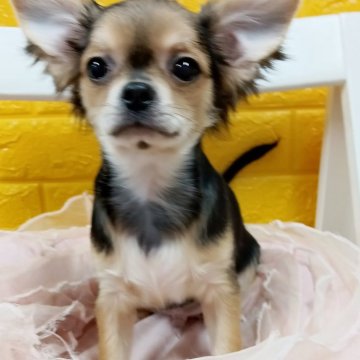 チワワ(ロング)【千葉県・男の子・2025年7月22日・大変、珍しいトライカラー★】の写真「みんぶり限定価格🌟可愛い❤美少年✨️人懐っこい」
