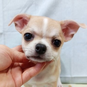 チワワ(スムース)【千葉県・男の子・2025年6月15日・フォーン&ホワイト】の写真「特選犬🌷みんぶり限定🌟お盆17日迄の限定価格」