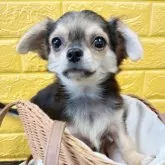 チワワ(ロング)