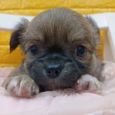 チワワ(ロング)