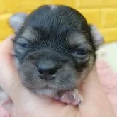 チワワ(ロング)