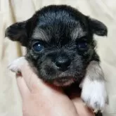 チワワ(ロング)
