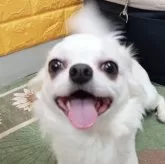 チワワ(ロング)