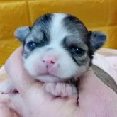 チワワ(ロング)【千葉県・男の子・2025年11月18日・フォーン&ホワイト】の写真1