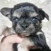 チワワ(ロング)