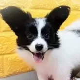パピヨン