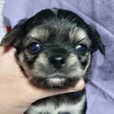 チワワ(ロング)