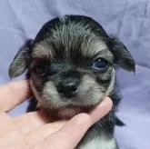チワワ(ロング)