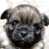 チワワ(ロング)