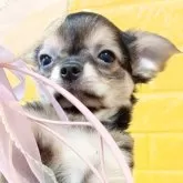 チワワ(ロング)