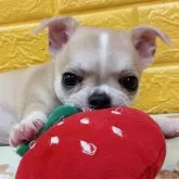 チワワ(スムース)